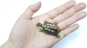 DMtse Chinese Feng Shui Brass Mini Mascot Turtle Statue Figurines Sculpture Collectibles of Good Health Good Lucky for Long Life Lucky Gift - Image 7